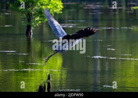 Ein Blaureiher fliegt von einem kleinen Zypressenstumpf im Bluff Lake aus. Stockfoto