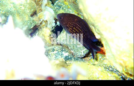 Mediterrane Chromis, dämselistisch - Chromis chromis Stockfoto