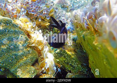 Mediterrane Chromis, dämselistisch - Chromis chromis Stockfoto