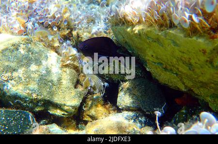 Mediterrane Chromis, dämselistisch - Chromis chromis Stockfoto