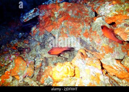 Roter mediterraner Kardinalfisch - (Apogon imberbis) Stockfoto