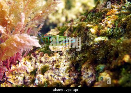 Grün verzierte mediterrane weibliche Lippfische - Thalassoma Pavo Stockfoto