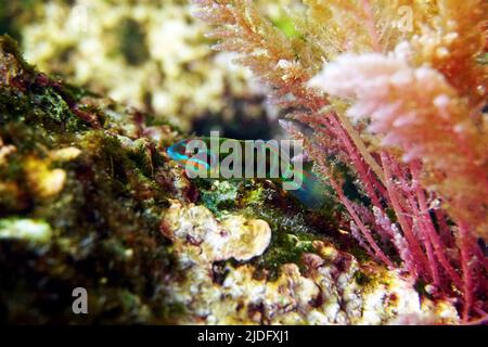 Grün verzierte mediterrane weibliche Lippfische - Thalassoma Pavo Stockfoto