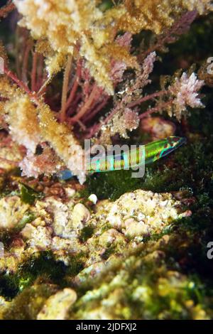 Grün verzierte mediterrane weibliche Lippfische - Thalassoma Pavo Stockfoto