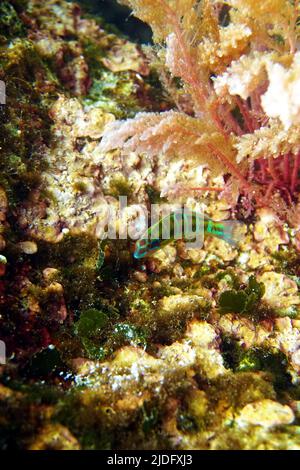 Grün verzierte mediterrane weibliche Lippfische - Thalassoma Pavo Stockfoto