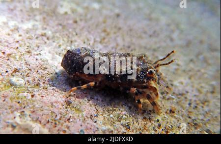 Mediterraner Hummer - (Scyllarides latus) Stockfoto