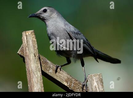 Graue Catbird-Sitzstangen auf dem Deckzaun Stockfoto