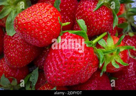 Isolierte Gruppe von reifen Erdbeeren aus nächster Nähe. Stockfoto