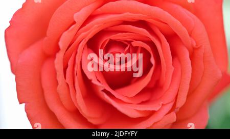Leuchtend blühende rote Rosenblüte, Floristik und Gartenarbeit Stockfoto