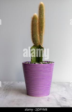 Cleistocactus wurde auf einer Kaktusbasis gepfropft Stockfoto