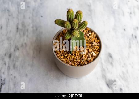 Erdnusskaktus in einem keramischen Topf mit hoher Winkelansicht gepfropft Stockfoto