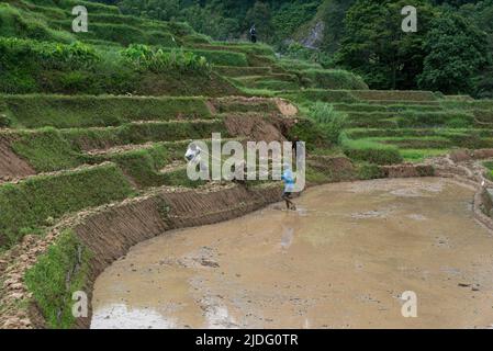 Kathmandu, Nepal. 20.. Juni 2022. Ein nepalesischer Landwirt bewegt die Pflügemaschine zur Vorbereitung des Reispflanzens. Als der Vormonsun in Nepal begann, haben die Bauern begonnen, Reis auf den Feldern am Rande des Kathmandu-Tals zu Pflanzen. Kredit: SOPA Images Limited/Alamy Live Nachrichten Stockfoto