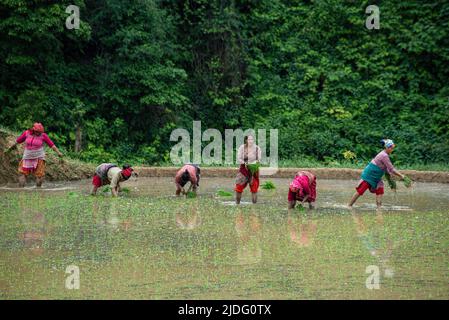 Kathmandu, Nepal. 20.. Juni 2022. Eine Gruppe von Bauern pflanzt Reissämlinge auf einem Reisfeld. Als der Vormonsun in Nepal begann, haben die Bauern begonnen, Reis auf den Feldern am Rande des Kathmandu-Tals zu Pflanzen. Kredit: SOPA Images Limited/Alamy Live Nachrichten Stockfoto