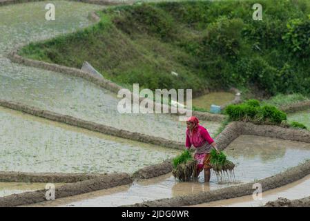 Kathmandu, Nepal. 20.. Juni 2022. Eine Frau, die auf einem Feld für eine Reispflanzenplantage arbeitet. Als der Vormonsun in Nepal begann, haben die Bauern begonnen, Reis auf den Feldern am Rande des Kathmandu-Tals zu Pflanzen. Kredit: SOPA Images Limited/Alamy Live Nachrichten Stockfoto