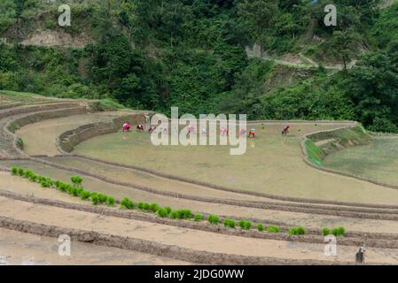 Kathmandu, Nepal. 20.. Juni 2022. Eine Gruppe von Bauern pflanzt Reissämlinge auf einem Reisfeld. Als der Vormonsun in Nepal begann, haben die Bauern begonnen, Reis auf den Feldern am Rande des Kathmandu-Tals zu Pflanzen. Kredit: SOPA Images Limited/Alamy Live Nachrichten Stockfoto