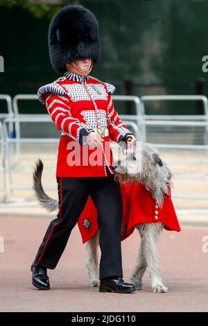 Seamus, irischer Wolfhound bei Trooping the Color Probesals, The Mall, London England, Vereinigtes KönigreichSamstag, 21. Mai, 2022. Stockfoto