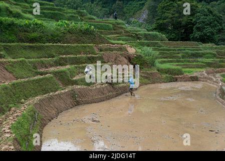 Kathmandu, Nepal. 20.. Juni 2022. Ein nepalesischer Landwirt bewegt die Pflügemaschine zur Vorbereitung des Reispflanzens. Als der Vormonsun in Nepal begann, haben die Bauern begonnen, Reis auf den Feldern am Rande des Kathmandu-Tals zu Pflanzen. (Foto von Bivas Shrestha/SOPA Images/Sipa USA) Quelle: SIPA USA/Alamy Live News Stockfoto