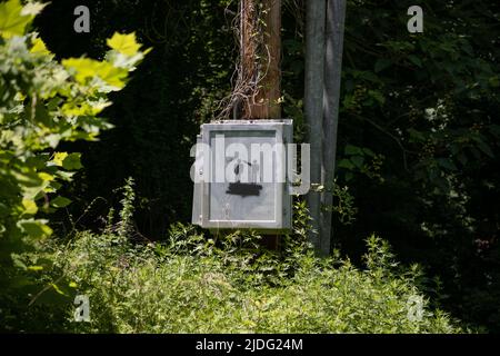 Lustige Graffiti-Tag auf Power Box im üppigen Sommerwald Stockfoto