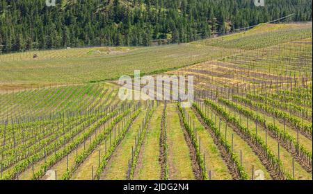 Okanagan Valley, Weinberge in der Nähe von Penticton, British Columbia. Weinland im Westen Kanadas. Reihen von Trauben führen hinunter in die Gewässer des Okanagan Lake n Stockfoto