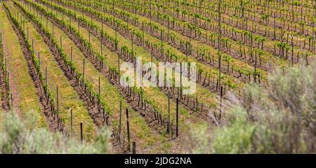 Okanagan Valley, Weinberge in der Nähe von Penticton, British Columbia. Weinland im Westen Kanadas. Reihen von Trauben führen hinunter in die Gewässer des Okanagan Lake n Stockfoto
