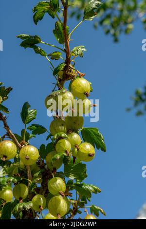 Stachelbeere oder europäische Stachelbeere (Ribes uva-crispa). Unreife grüne Bio-Stachelbeeren im Garten. Stockfoto