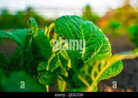 Orangefarbene Eier auf der Rückseite der Kartoffelblätter werden von der untergehenden Sonne aus der Nähe beleuchtet. Colorado Kartoffelkäfer-Ei liegt im Frühsommer Stockfoto