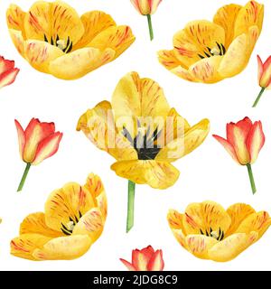 Gelbe Tulpen und rote Farben nahtloses Muster auf weißem Hintergrund. Aquarell Handzeichnung Illustration. Kunst für die Dekoration und Gestaltung des Drucks, te Stockfoto