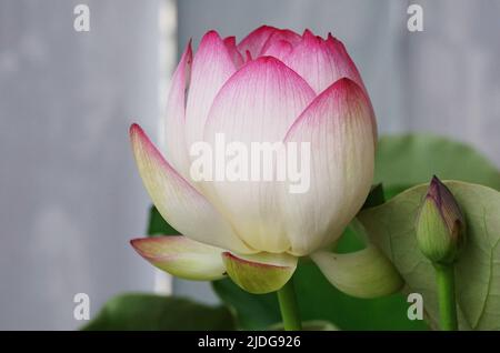 HANGZHOU, CHINA - 21. JUNI 2022 - das Foto vom 21. Juni 2022 zeigt die Lotusblüte der Song-Dynastie im Museum für Kunst und Archäologie von Zhe Stockfoto