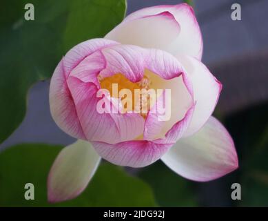 HANGZHOU, CHINA - 21. JUNI 2022 - das Foto vom 21. Juni 2022 zeigt die Lotusblüte der Song-Dynastie im Museum für Kunst und Archäologie von Zhe Stockfoto