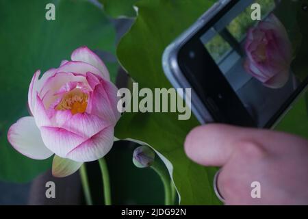 HANGZHOU, CHINA - 21. JUNI 2022 - das Foto vom 21. Juni 2022 zeigt die Lotusblüte der Song-Dynastie im Museum für Kunst und Archäologie von Zhe Stockfoto