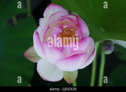 HANGZHOU, CHINA - 21. JUNI 2022 - das Foto vom 21. Juni 2022 zeigt die Lotusblüte der Song-Dynastie im Museum für Kunst und Archäologie von Zhe Stockfoto