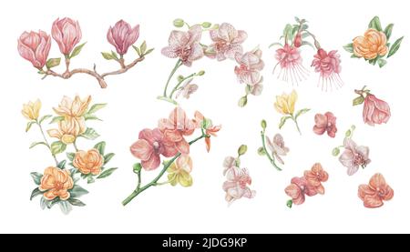 Blumen tropische Magnolie fuchsia Orchideen Aquarell Illustration Hand gezeichnet großen Satz separat auf weißem Hintergrund Dschungel Wald Garten Natur Stockfoto