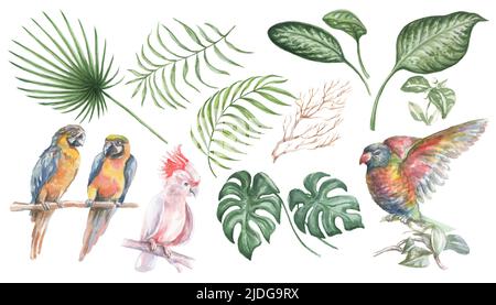 Vögel und Blätter der Tropen Kakadu Monstera Papagei Aquarell Illustration Hand gezeichnet großen Satz isolierte Elemente auf weißem Hintergrund Natur jungl Stockfoto