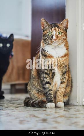 Tricolor Hauskatze mit grünen Augen sitzt auf dem Boden, schwarze Katze guckt von hinten heraus Stockfoto