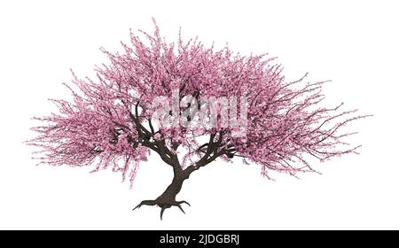 Rosafarbener Kirschblütenbaum, Sakura isoliert auf weiß, abbildung 3D. Stockfoto