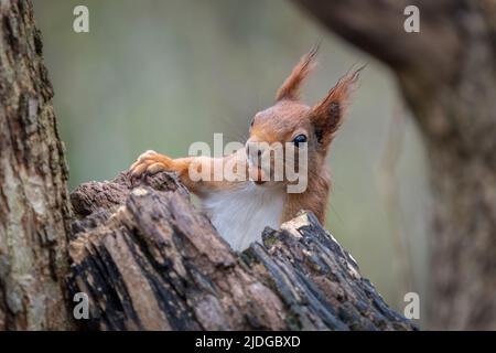 Eine Nahaufnahme, die den halben Körper eines roten Eichhörnchens, Sciurus vulgaris, zeigt, während es hinter einem Baumstamm aufsteigt. Es hat eine Haselnuss im Mund und es sho Stockfoto