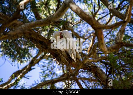 Nahaufnahme einer langschnabeligen Corella ( Cacatua tenuirostris) in Sydney, NSW, Australien (Foto: Tara Chand Malhotra) Stockfoto