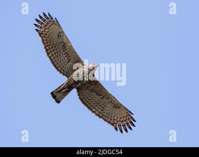 Der wandelbare Falkenadler oder Haubenfalkenadler ist ein großer Greifvogelarten der Familie Accipitridae. Stockfoto