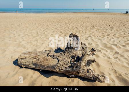 Ein verwitterter Stumpf auf dem Sand, am Strand von Pesaro an der Adriaküste italiens, unter der warmen Sonne Stockfoto
