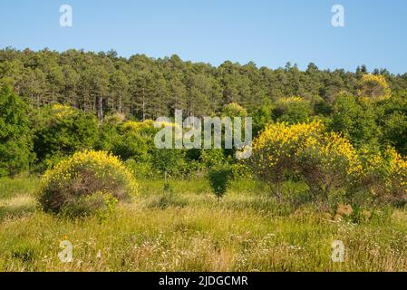 Landschaft der CCesane-Berge in der Region Pesaro und Urbino, Marken, Italien. Gelbe Besen blühen überall. Die Halterung ist mit Kiefernholz bedeckt Stockfoto