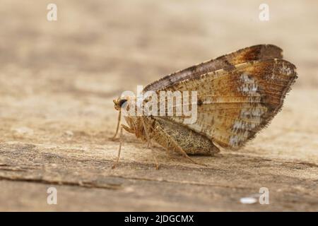 Detailreiche Nahaufnahme eines tawnybarred Angle, Macaria liturata, mit geschlossenen Flügeln, die auf Holz sitzen Stockfoto