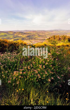 Lonicera caprifolium auch bekannt als die italienische holzbine, perfoliate Geißblatt, Ziegenblatt Geißblatt, italienische Geißblatt, oder perfoliate woodbine, in Stockfoto