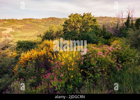 Gelber Besen und Lonicera caprifolium, auch bekannt als italienischer holzbiner, Perfoliat-Geißblatt, Ziegenblatt-Geißblatt, Italienisches Geißblatt oder Perfol Stockfoto