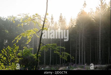 Springe, Deutschland. 21.. Juni 2022. Die Sonne geht in einem Waldgebiet der niedersächsischen Landeswälder an der Grenze zwischen der Region Hannover und dem Landkreis Hameln-Pyrmont auf. Die Niedersächsischen Landeswälder legen am 21. Juni ihre Bilanz für das Geschäftsjahr 2021 vor. Quelle: Julian Stratenschulte/dpa/Alamy Live News Stockfoto