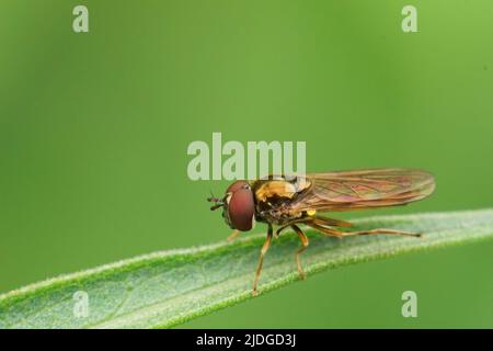 Nahaufnahme einer kurzen Melanostoma mellinum-Schwebfliege, die auf einem Strohhalm Gras im Garten sitzt Stockfoto
