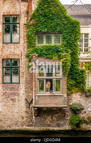 Niedliche Hunde blicken aus einem Fenster eines alten Gebäudes im historischen Zentrum von Brügge, Belgien, mit Blick auf einen Kanal Stockfoto