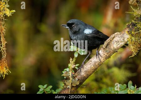 Hochglanz Flowerpiercer - Diglossa lafresnayii schwarzer Vogel in Thraupidae, in Kolumbien, Ecuador, Peru und Venezuela in subtropischer oder tropischer Feuchtigkeit gefunden Stockfoto