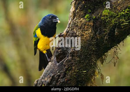 Schwarzkehliger Berg-Tanager - Cnemathraupis eximia schwarzer und gelber Vogel in Thraupidae, gefunden in Kolumbien, Ecuador, Peru und Venezuela, Lebensraum ist Stockfoto