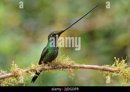 Schwertschnabel-Kolibri - Ensifera ensifera auch Schwertschnabel, Andenregionen Südamerikas, Gattung Ensifera, ungewöhnlich langer Schnabel, um Nektar zu trinken Stockfoto