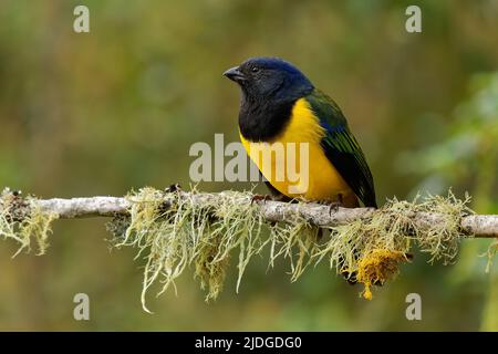 Schwarzkehliger Berg-Tanager - Cnemathraupis eximia schwarzer und gelber Vogel in Thraupidae, gefunden in Kolumbien, Ecuador, Peru und Venezuela, Lebensraum ist Stockfoto